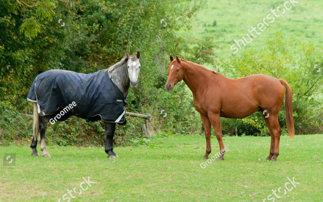 contact-horses contact horses